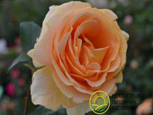 Роза чайно-гибридная Роза чайно-гибридная