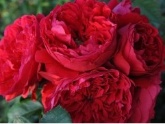 Роза плетистая Роза плетистая