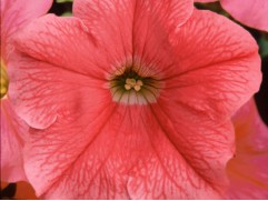 Петуния ампельная Петуния ампельная