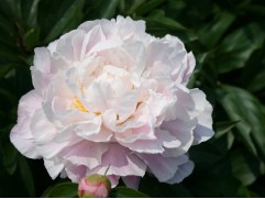 Пион молочноцветковый 