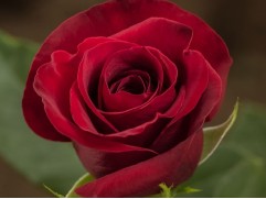 Роза чайно-гибридная 