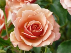 Роза флорибунда 