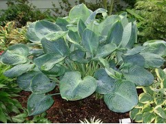 Хоста гибридная 