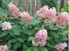 Гортензия метельчатая Гортензия метельчатая