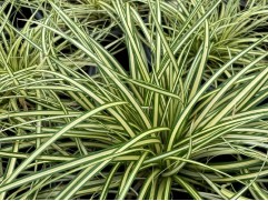 Осока охименская 