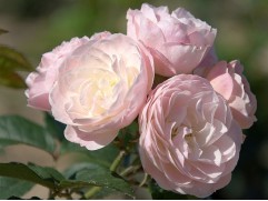 Роза мускусная 