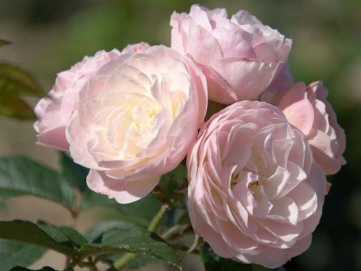 Роза мускусная Роза мускусная