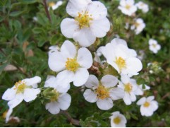 Лапчатка кустарниковая Лапчатка кустарниковая