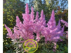 Астильба Арендса 