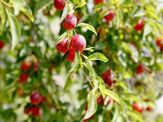 Алыча Алыча