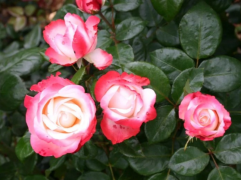 Роза чайно-гибридная 