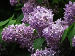 Сирень обыкновенная Сирень обыкновенная