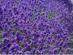 Лаванда узколистная 