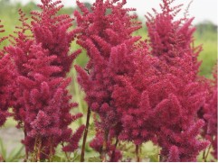 Астильба китайская 