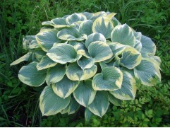 Хоста гибридная 
