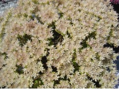 Очиток ложный Очиток ложный