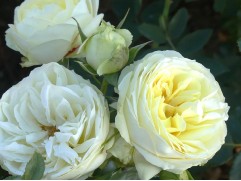 Роза чайно-гибридная 