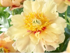 Пион Ито-гибрид 