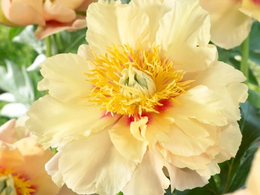 Пион Ито-гибрид Пион Ито-гибрид