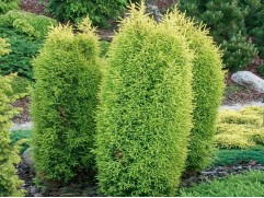 Можжевельник обыкновенный 