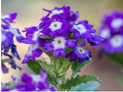 Вербена ампельная 