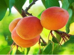 Абрикос 