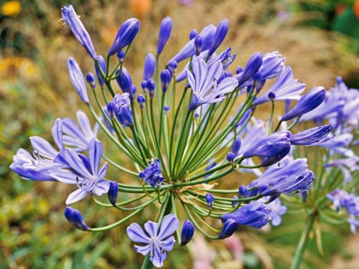 Агапантус Агапантус