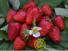 Земляника крупноплодная 