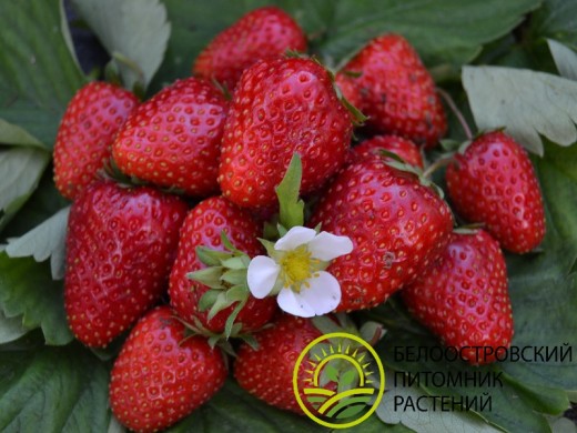 Земляника крупноплодная Земляника крупноплодная