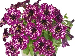 Петуния ампельная 