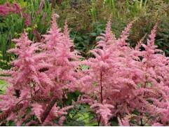 Астильба Арендса 