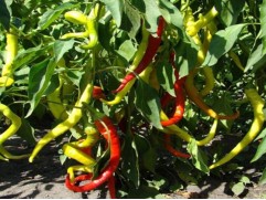 Перец острый Перец острый