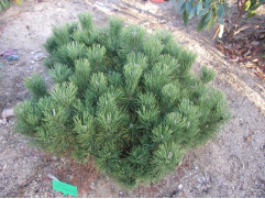 Сосна горная 