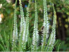 Вероникаструм виргинский 