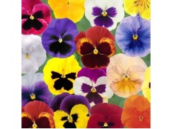 Виола виттрока 