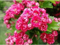 Боярышник декоративный 