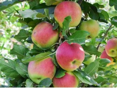 Яблоня 