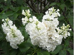 Сирень обыкновенная 