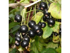 Смородина черная 