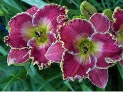 Лилейник гибридный 