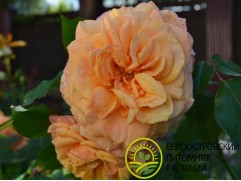 Роза чайно-гибридная 