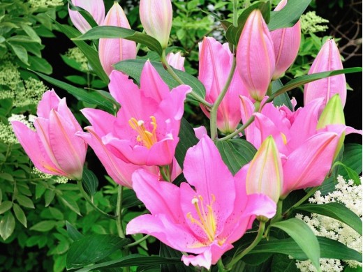 Лилия восточная Лилия восточная