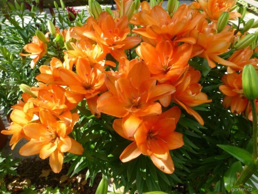 Лилия азиатская махровая Лилия азиатская махровая