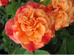 Роза плетистая Роза плетистая