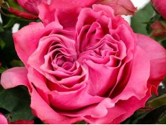 Роза чайно-гибридная 