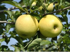 Яблоня 