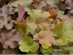Гейхера гибридная 