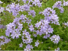 Колокольчик молочноцветковый Колокольчик молочноцветковый