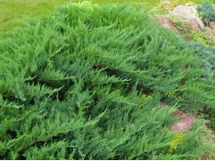 Можжевельник казацкий 