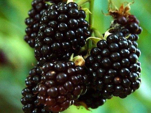 Ежевика Ежевика